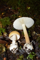 Amanita diemii