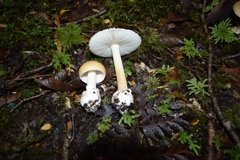 Amanita diemii