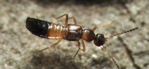 Meronera venustula (Erichson, 1839)