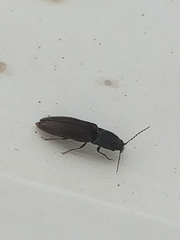 Athous haemorrhoidalis