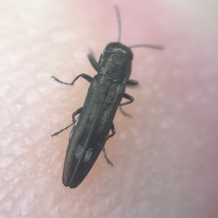 Agrilus fallax