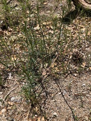 Asclepias fascicularis