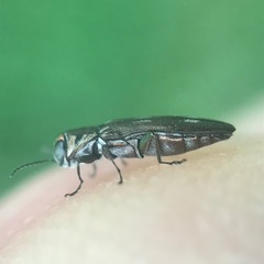 Agrilus fallax