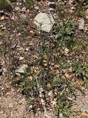 Asclepias fascicularis