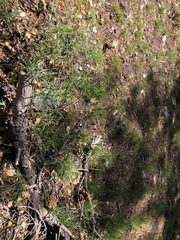Asclepias fascicularis