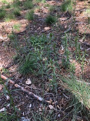 Asclepias fascicularis