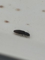 Athous haemorrhoidalis