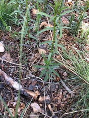 Asclepias fascicularis