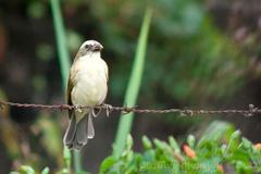 Saltator striatipectus