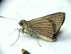 Parphorus decora