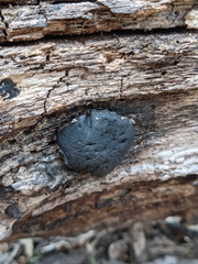 Camarops petersii