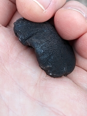 Camarops petersii