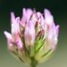 Trifolium ciliolatum - Photo (c) David Hofmann, algunos derechos reservados (CC BY-NC-ND)