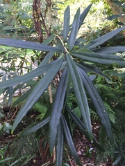 Nestegis cunninghamii