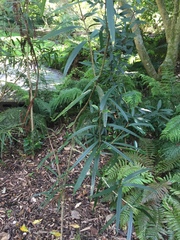 Nestegis cunninghamii