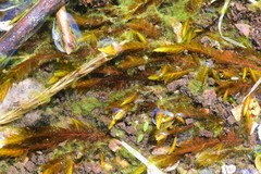 Fontinalis neomexicana