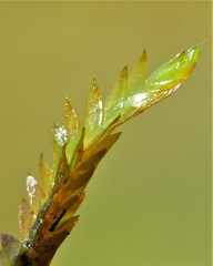 Fontinalis neomexicana