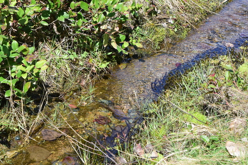Image of Fontinalis neomexicana by no rights reserved