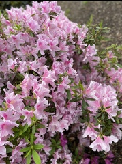Rhododendron