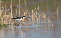 Himantopus mexicanus