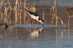 Himantopus mexicanus