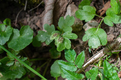 Puccinia adoxae