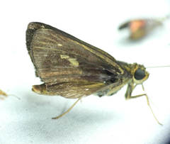 Parphorus decora