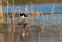 Himantopus mexicanus