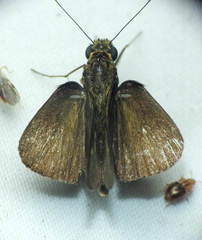 Parphorus decora
