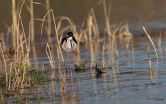 Himantopus mexicanus