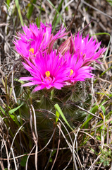 Mammillaria wrightii