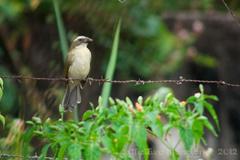 Saltator striatipectus