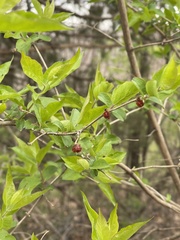 Lonicera maackii