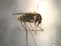 Culex pervigilans