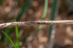 Puccinia graminis