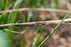 Puccinia graminis