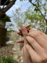 Anolis unilobatus