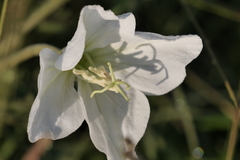 Oenothera centaurifolia
