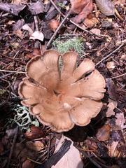 Infundibulicybe squamulosa