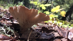 Infundibulicybe squamulosa