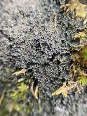 Fuscopannaria praetermissa