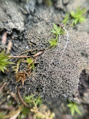 Fuscopannaria praetermissa