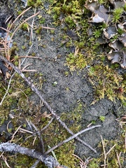 Fuscopannaria praetermissa