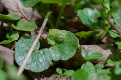 Urocystis ficariae
