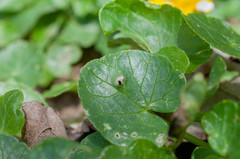 Urocystis ficariae