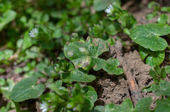 Urocystis ficariae