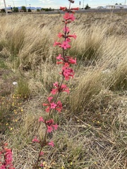 Penstemon superbus