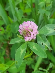 Trifolium pratense