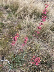 Penstemon superbus