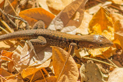 Aspidoscelis costatus